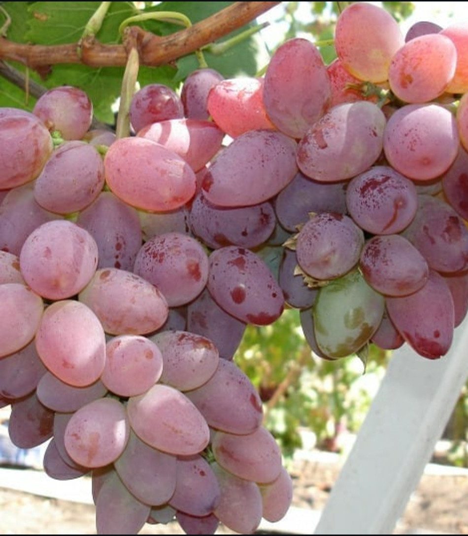 Червона троянда