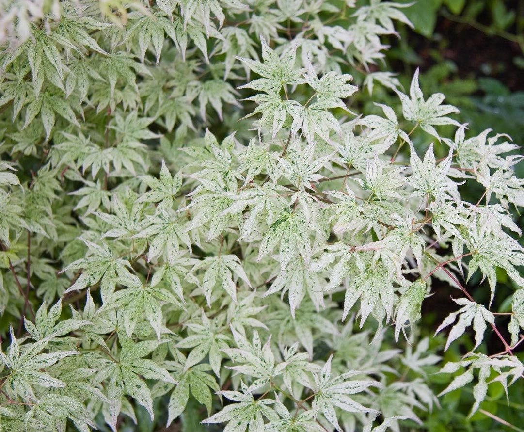 Клен пальмолистий ‘Укігумо’ - Зображення 2