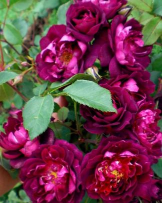 Кардинал Хьюм