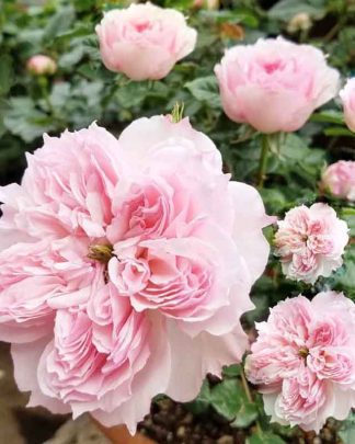 Сесіль де Воланж