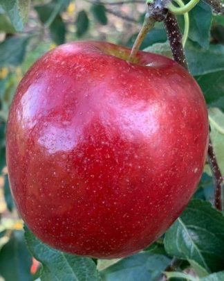 Крімсон Крісп