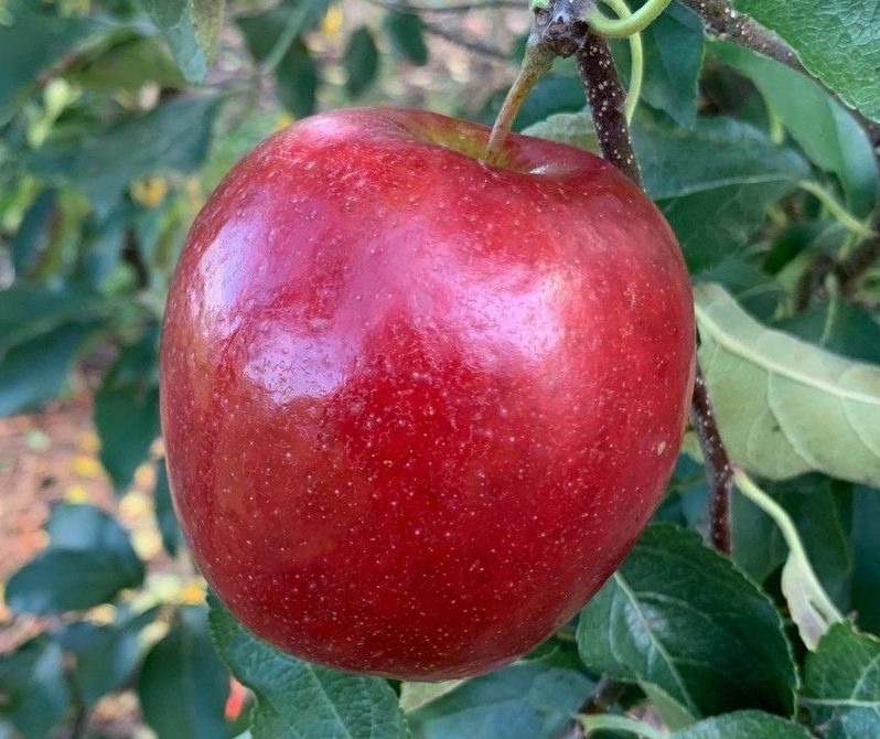 Крімсон Крісп