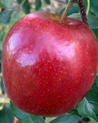 Крімсон Крісп