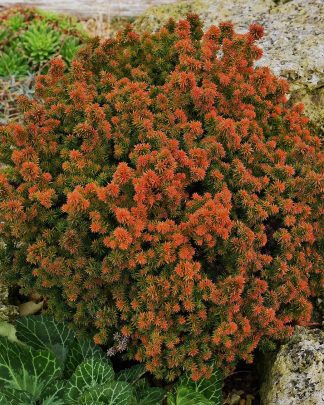 Криптомерія японська 'Вілморініана'