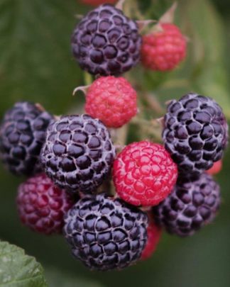 Камберленд