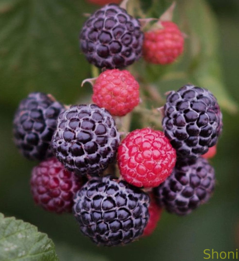 Камберленд