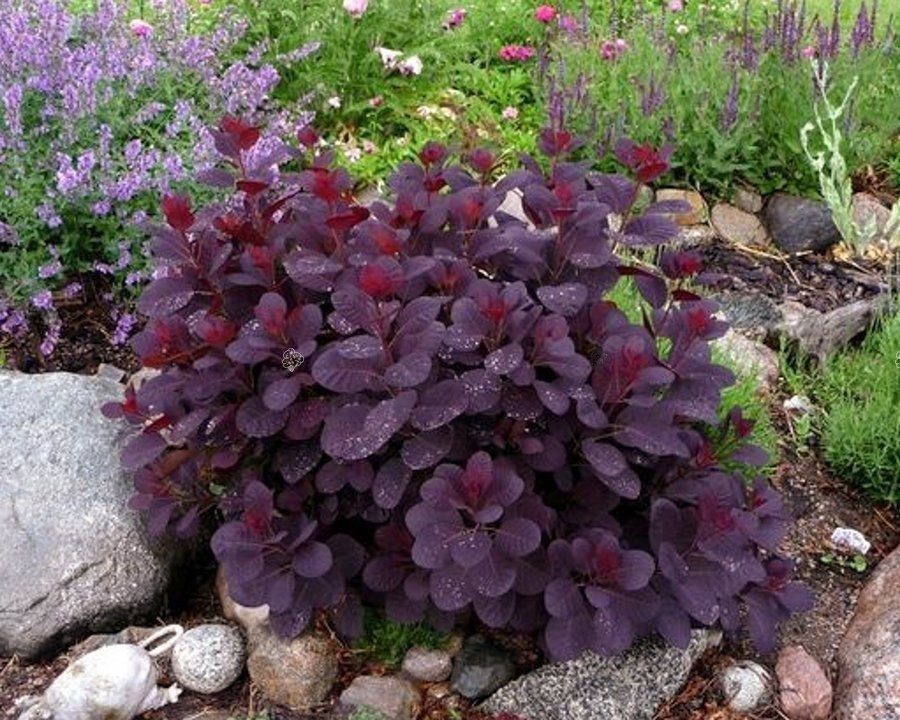 Скумпія шкіряста 'Даскі Мейден' - Зображення 2