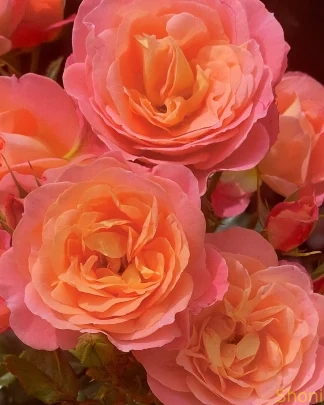 Флорібунда