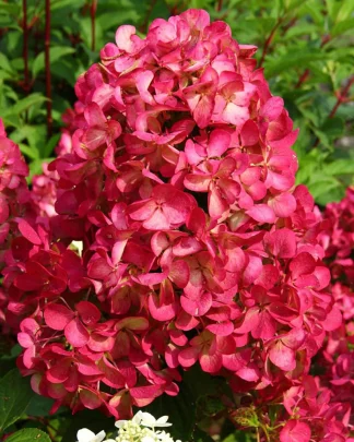 Гортензія волотиста 'Діамант Руж'