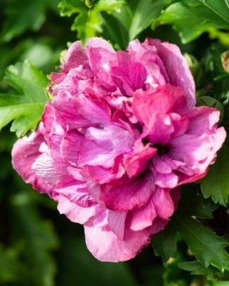 Гібіскус сирійський 'Дюк де Брабант'