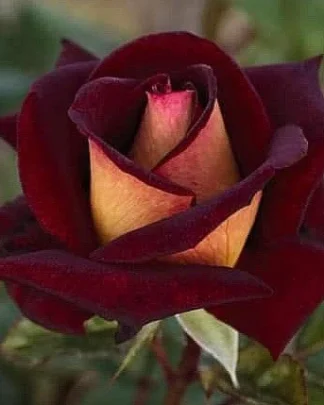 Едді Мітчел