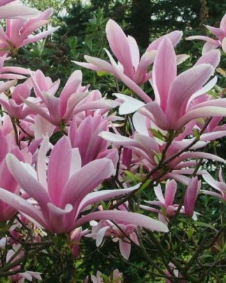 Магнолія гібридна 'Джордж Генрі Керн'