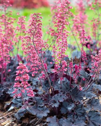 Гейхера гібридна 'Таймлес Найт'