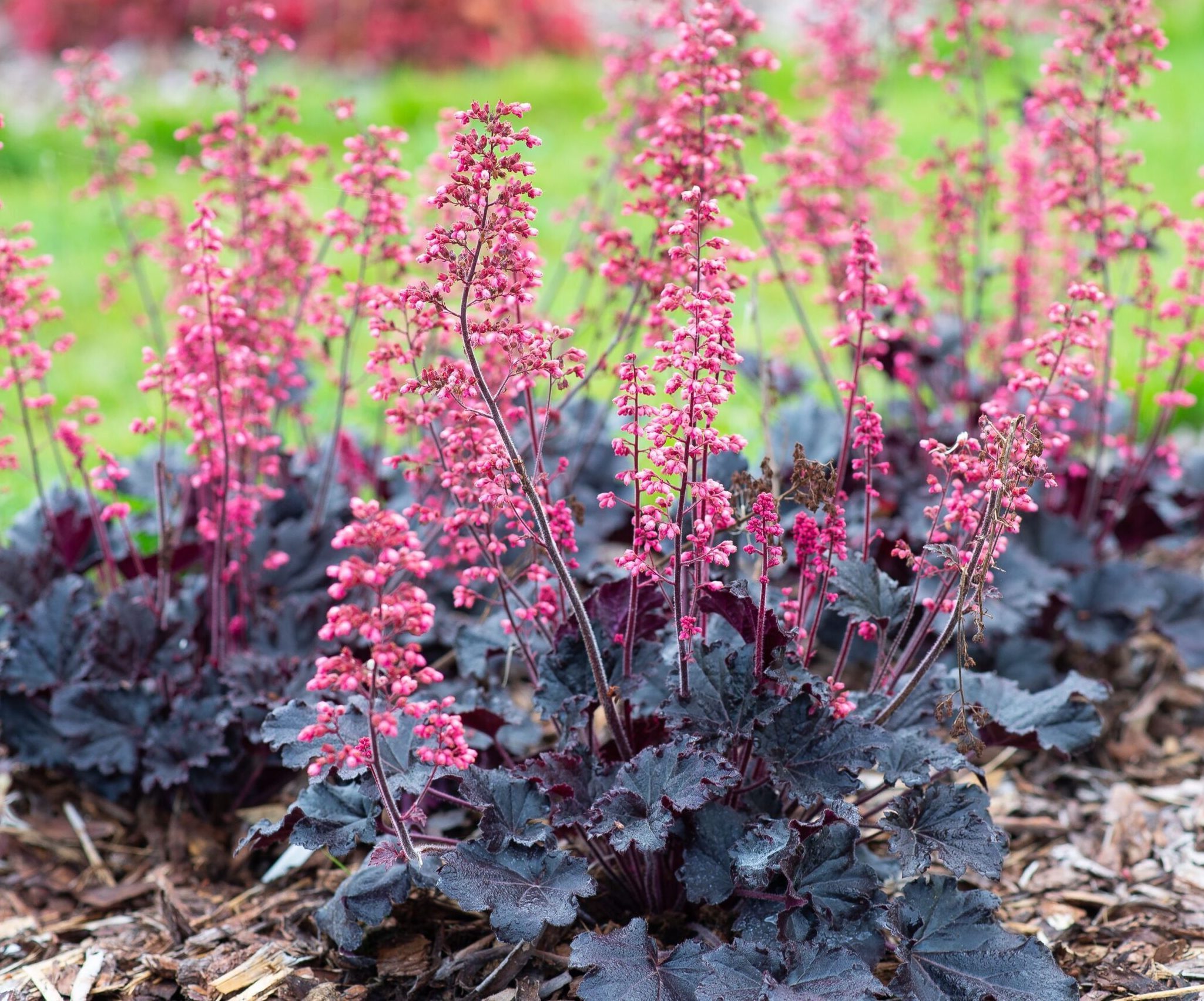 Гейхера гібридна 'Таймлес Найт'