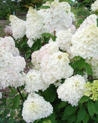 Гортензія волотиста 'Діамантіно'