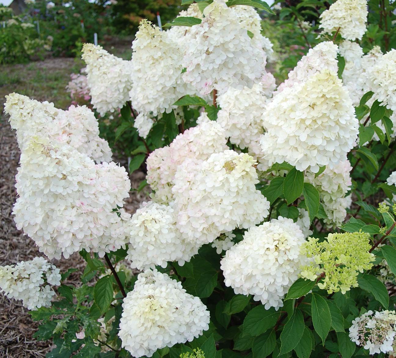 Гортензія волотиста 'Діамантіно'