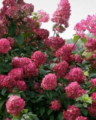 Гортензія волотиста 'Вімʼс Ред'