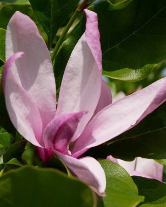 Магнолія гібридна 'Бетті'