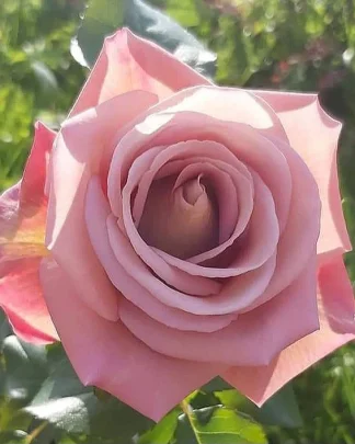 Мішель Друкер