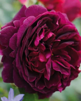 Манстед Вуд