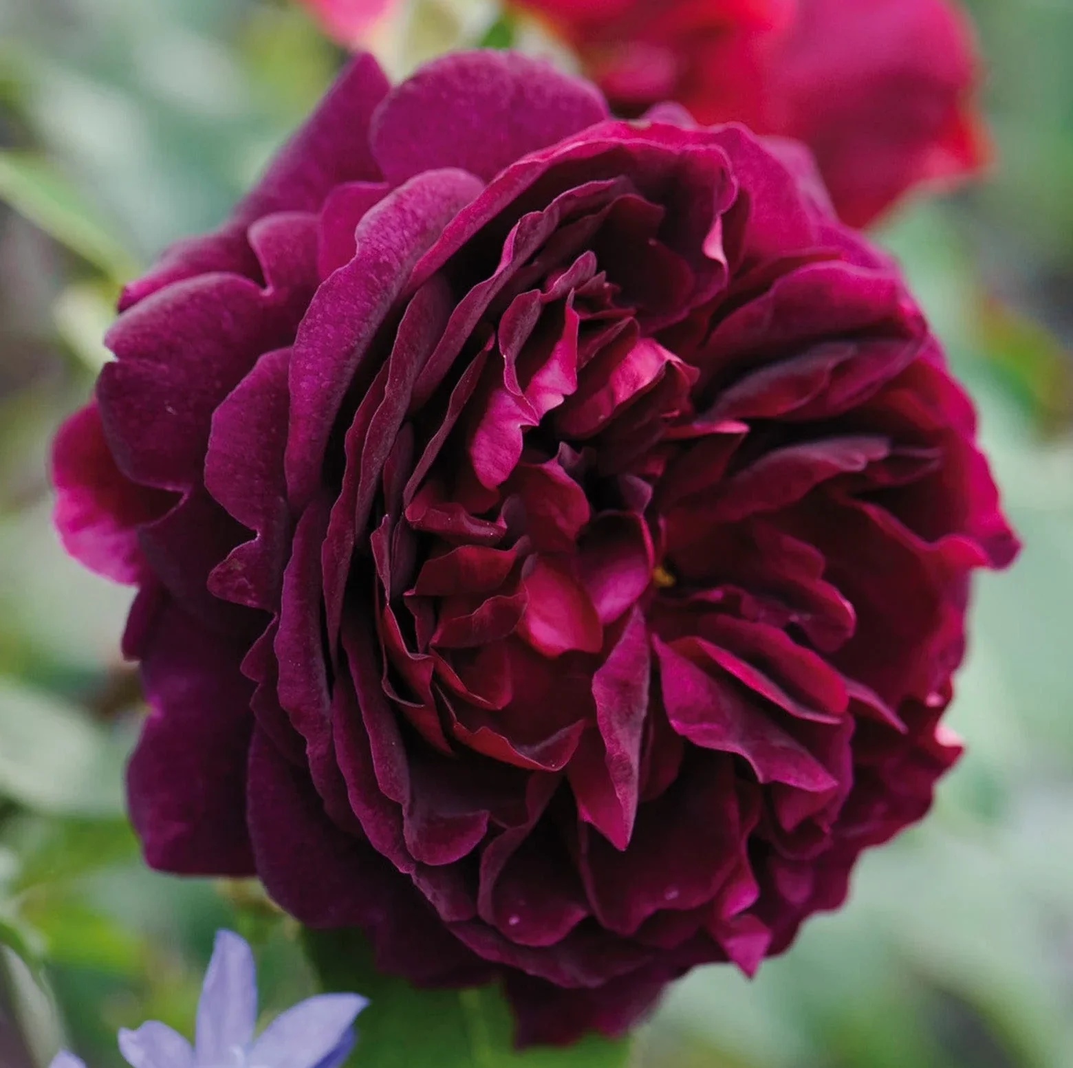 Манстед Вуд