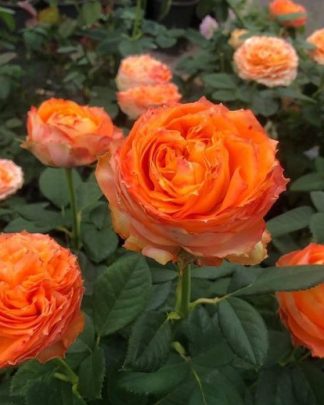 Оранж Романтіка