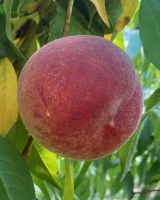 Флемін Ф’юрі ПФ Лакі 13 (середнього терміну)