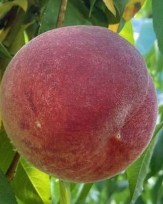 Флемін Ф’юрі ПФ Лакі 13 (середнього терміну)