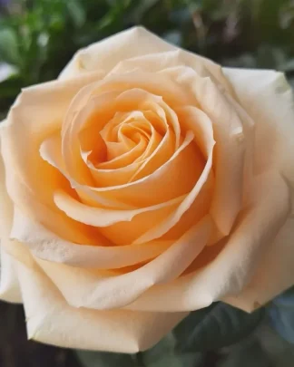 Піч Аваланж