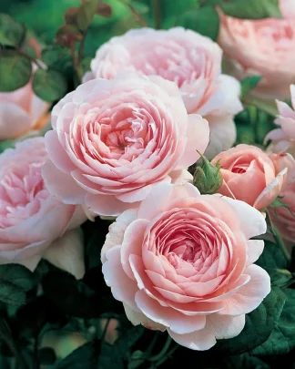 Квін оф Свіден