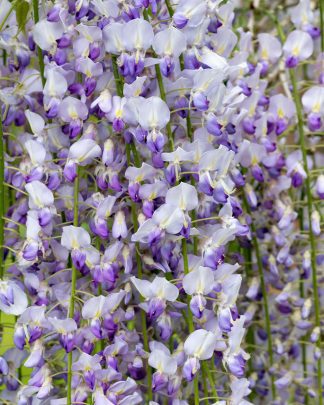 Гліцинія рясноквітуча 'Мултіджуга'