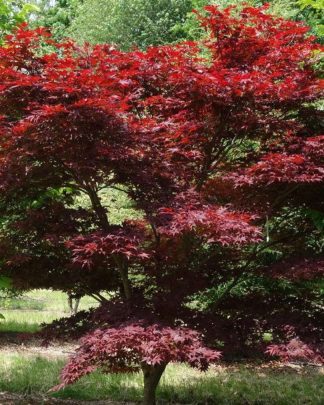 Клен пальмолистий 'Атропурпуреум'