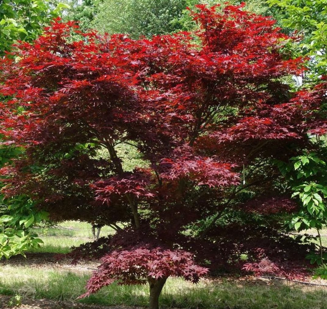 Клен пальмолистий 'Атропурпуреум'