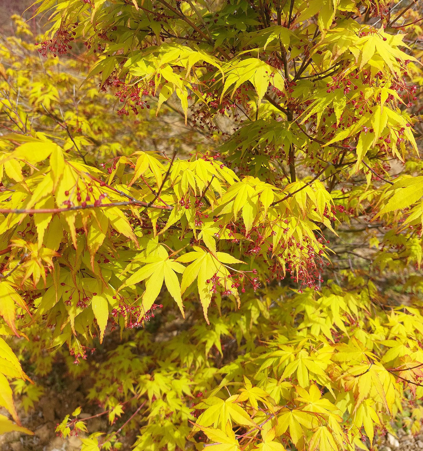 Клен пальмолистий 'Катсура' - Зображення 2