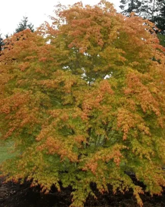 Клен пальмолистий 'Катсура'