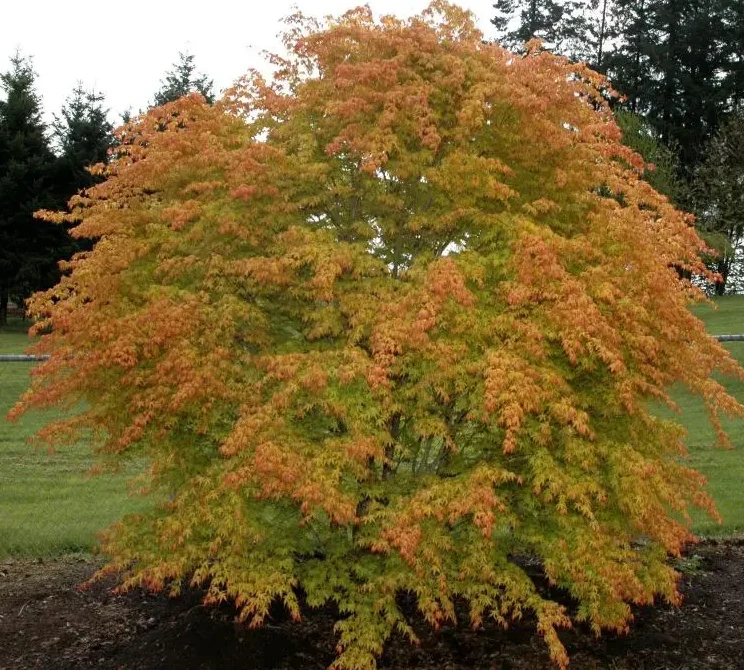 Клен пальмолистий 'Катсура'