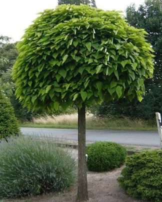 Катальпа бігнонієвидна 'Нана'