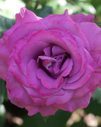 Клод Брассер