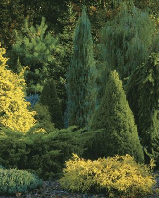 Хвойні рослини