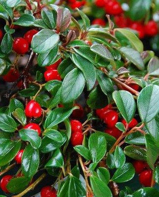 Кизильник даммера 'Майор'