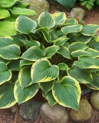 Хоста форчуна 'Ауреомаргіната'