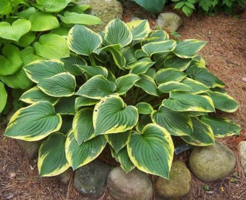 Хоста форчуна 'Ауреомаргіната'