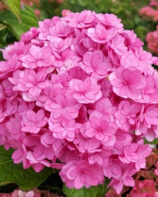 Гортензія крупнолиста 'Ю Енд Мі Тугезе'