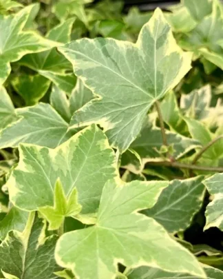 Плющ звичайний 'Єллоу Ріпл'