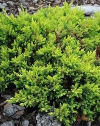 Ялівець лежачий 'Кішіогіма'