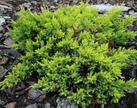 Ялівець лежачий 'Кішіогіма'