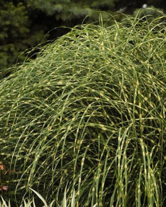 Міскантус китайський 'Літл Зебра'