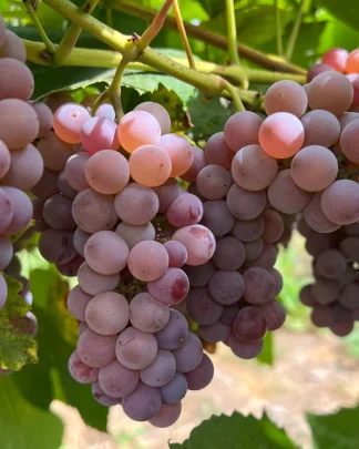 Рілаєнс (кишмиш)