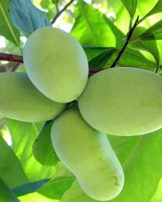 Азиміна «Саммер Делайт»