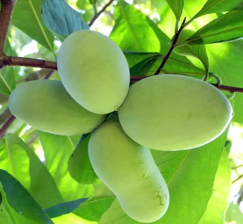 Азиміна «Саммер Делайт»